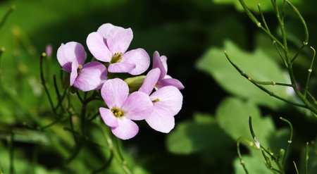 Rocket Ladies - mustard family - a flower with delicate pink petals