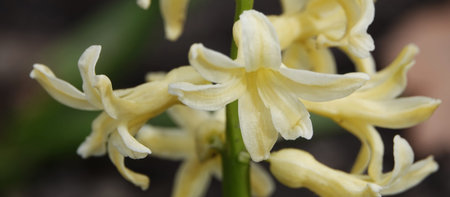 Oriental hyacinth flowers in early springの写真素材
