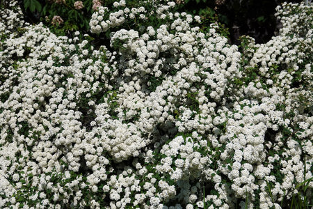 Flower bushes Spirea Cantonese blooms in spring with large clusters of small flowers