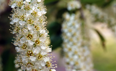 Spring of bird cherry with white small flowers on branches