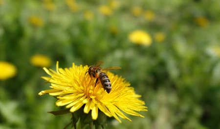 Wildflowers Dandelions growing in the field