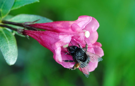 Pink Weigel Shrub Flowers