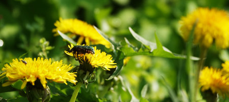 Wildflowers Dandelions growing in the field