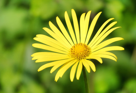 yellow daisy flowers in the field