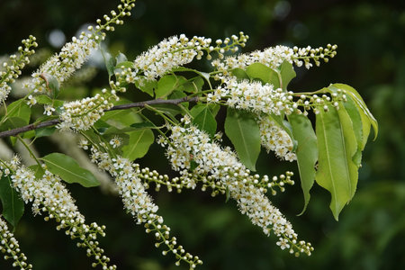 Spring of bird cherry with white small flowers on branches