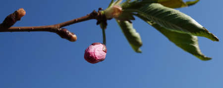 Sakura tree spring flowering in the parks of the city of Kievの写真素材