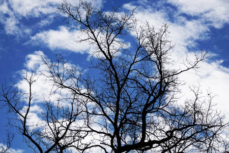 Tree with long branches against a blue sky with clouds