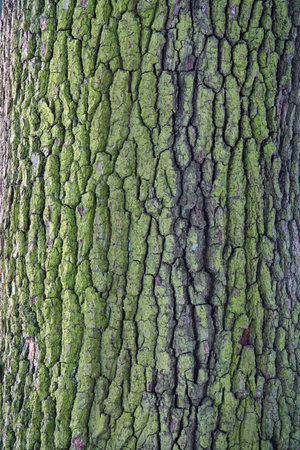Bark of an old tree covered with green moss for background