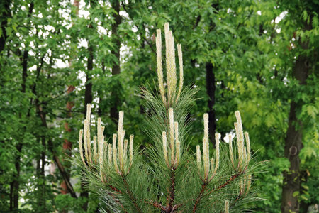 Coniferous tree branch with young shoots of green needles