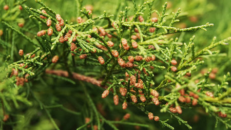 Coniferous trees and cones with branch needles and coniferous flower