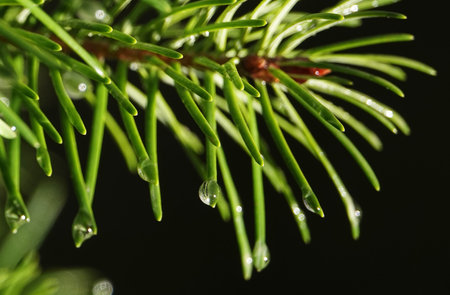 Coniferous tree branch with drops of ross - close-up