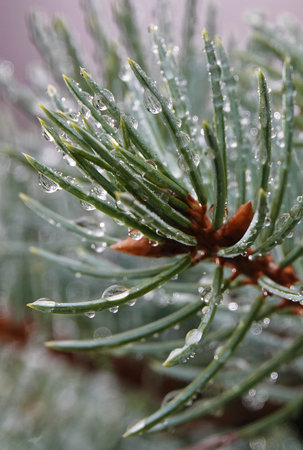 Coniferous tree branch with drops of ross - close-up