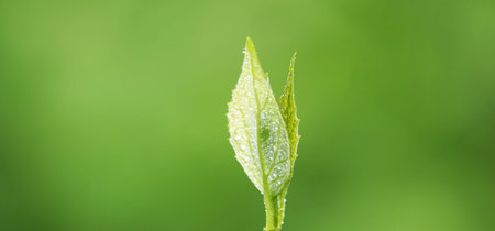 Wet green leaves after rain