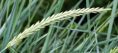 Peregul plant perennial or English ryegrass Lolium perenne wildの写真素材