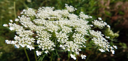 Flower Carrot wild or common is a herbaceous plant, family Umbelliferae