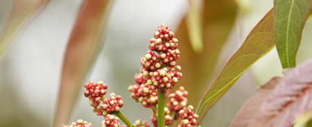 Tuna tree (tones) Chinese, zestrel planted in the park