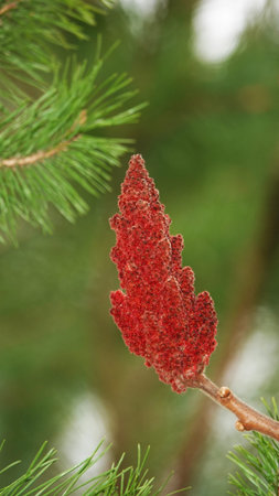 Coniferous trees and cones with branch needles and coniferous flower