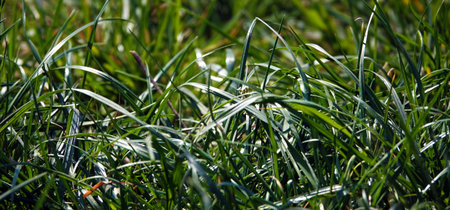 Green grass sways in the wind for background
