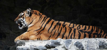 Bengali in its territory - close-upの写真素材