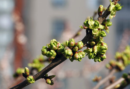 In spring, flowers on fruit trees bloom from the buds.