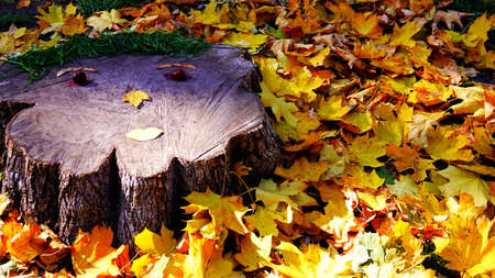 Stump in autumn park Kiev Ukraineの写真素材