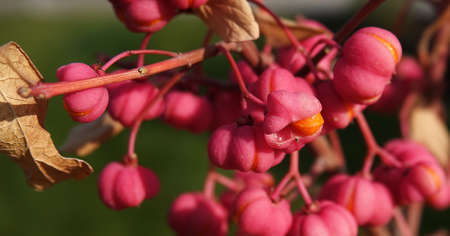 European birch bark - berries on a tree branchの写真素材