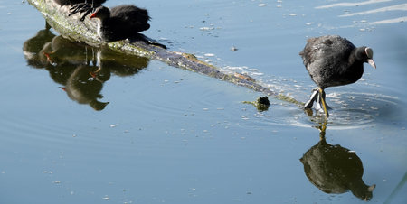 Not yet fledged chicks of the waterfowl Coot basking in the sunlightの写真素材
