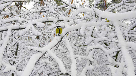 Snow-covered bushes with a bird Titmouse yellow sidesの写真素材