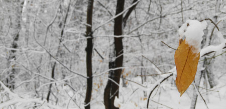 Snow-covered bushes with a bird Titmouse yellow sides