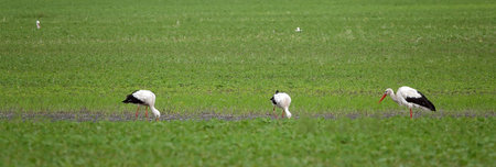 A flock of storks in nature feed on a clearing near the forest