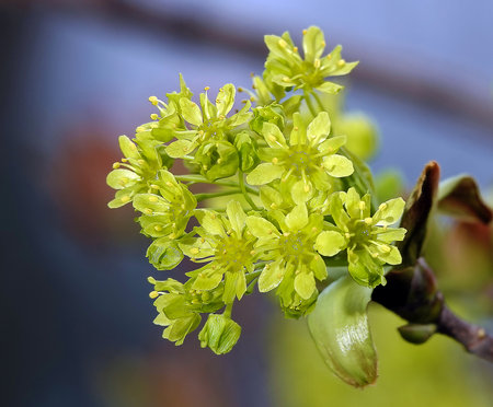 Tree Norway maple spring flowering still green seedsの写真素材