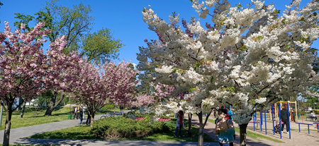 Sakura or small-serrated cherry in the Kiev park are trees of an ornamental plant, subfamily Plumのeditorial素材
