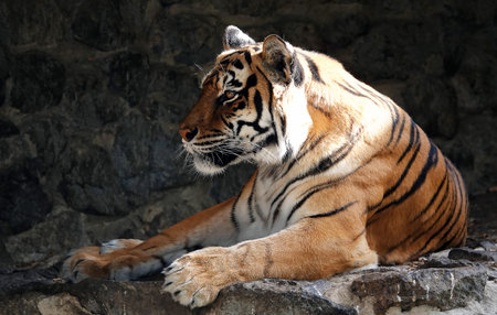 Bengali in its territory - close-up