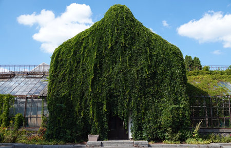 Kiev, Ukraine August 23, 2020: A loach plant grows, covering the entire building on the territory of the Exhibition Complex of Achievements of the National Economy in the city of Kievのeditorial素材