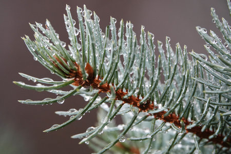 Coniferous tree branch with drops of ross - close-upの写真素材