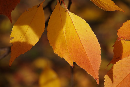 Autumn leaf on a tree branch in sunbeams of light