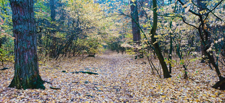 Alley in the autumn forest among trees and bushes sunny day