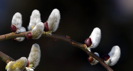 Tree willow goat in the spring on the branches buds bloom with fluffy sealsの写真素材