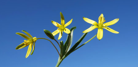 Goose onion low is a delicate yellow flowerの写真素材