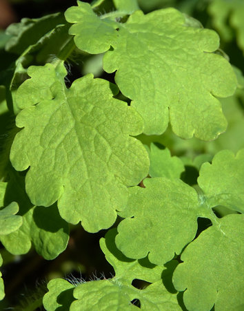 Celandine common plant wild growing in the field and in the forest of Ukraine in the spring