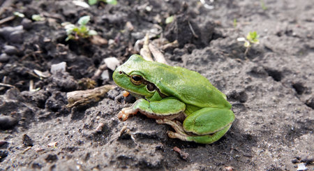 Tree frog - and the genus Kvaksh, Common tree frogの写真素材