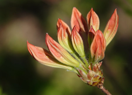 Rhododendron flowers during the flowering period in spring are the decoration of any gardenの写真素材