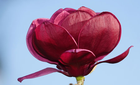 Magnolia liliaceae tree with large flowers on the branches during the flowering period in springの写真素材