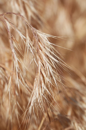 Grass pompast dry and yellow with spikelet seeds in the fieldの写真素材