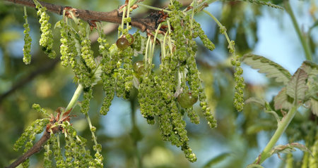 In spring, tassels with small acorns grow on oak branches.