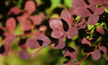 Plant Barberry Thunberg bush with branches on which green leaves turn into burgundyの写真素材