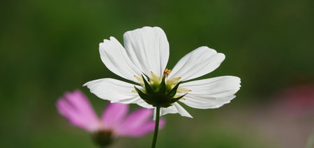 Cosmea flower double-pinnate is an annual flowering plant, the Asteraceae familyの写真素材
