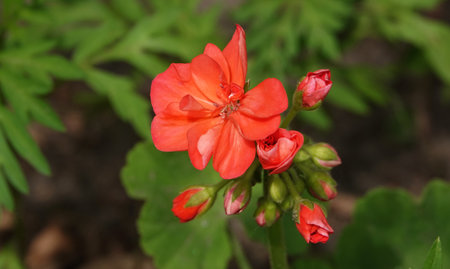 Ivy Pelargonium flower is a herbaceous perennial plant of the Geraniaceae family.の写真素材