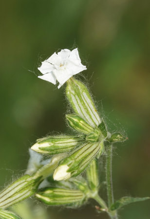 Sandman White flowers of the plant is a herbaceous plant, a herbaceous dioecious plant of the genus Smolevka of the Carnation familyの写真素材