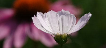 Cosmea flower double-pinnate is an annual flowering plant, the Asteraceae familyの写真素材